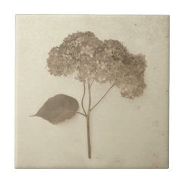 Vintage Antique Sepia Hydrangea Land Blommigt Kakelplatta