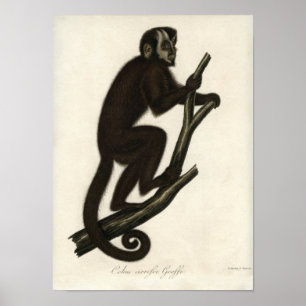 Vintage, apa poster