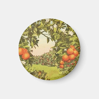 Vintage apelsinodling magnet
