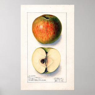 Vintage Äppelbotaniska illustrationer Poster