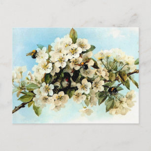 Vintage Apple-Blommar Vykort