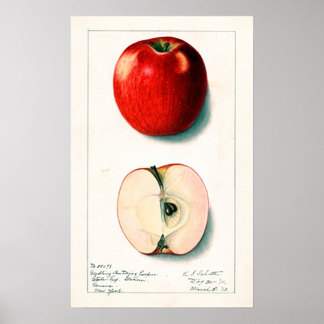 Vintage Apple Botanical Illustration Poster (Framsidan)