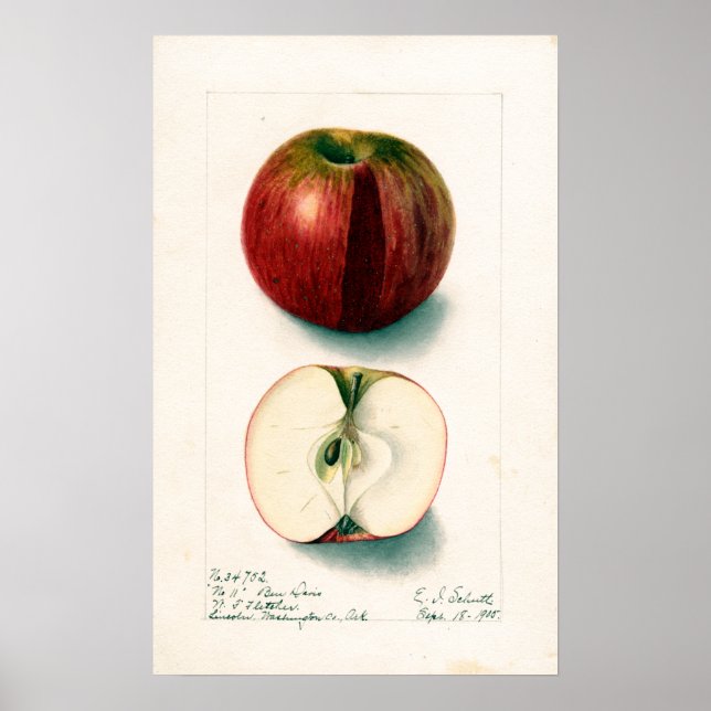 Vintage Apple Botanical Illustration Poster (Framsidan)