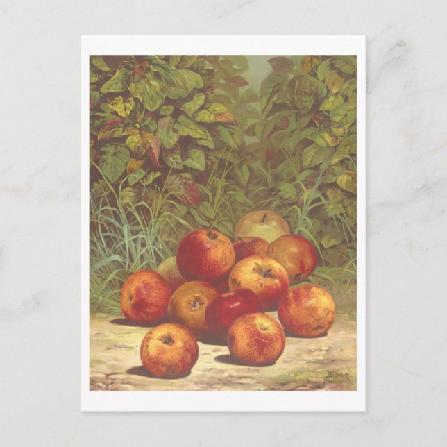 Vintage Apple Lithograph-vykort Vykort (Framsida)