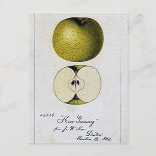 Vintage Apple-receptkort Vykort