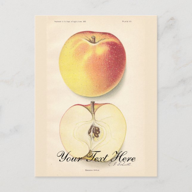 Vintage Apple-vykort Vykort (Framsida)