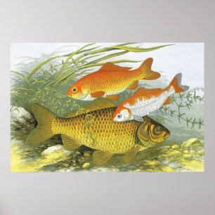 Vintage Aquatic Goldfish Koi Fish, Marine Sea Life Poster