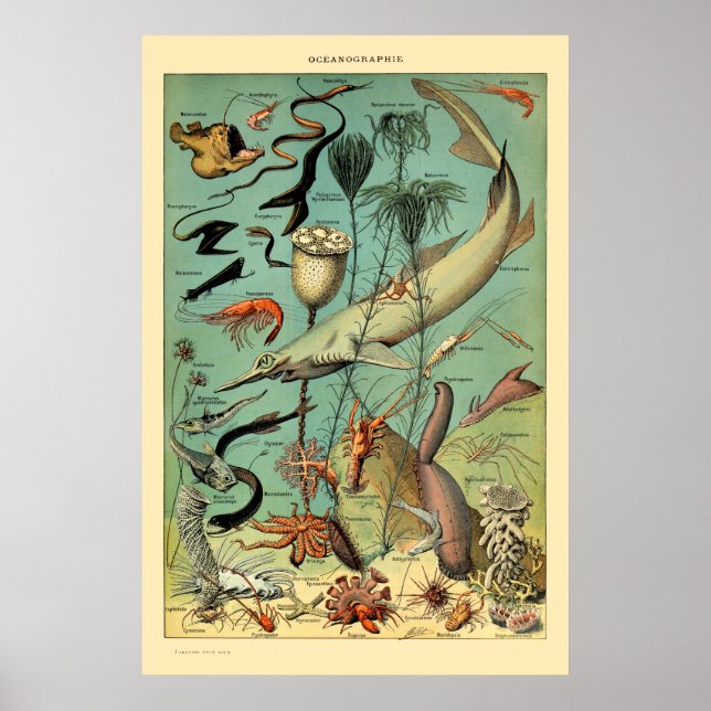 Vintage Aquatic Life by Adolphe Millot Poster (Framsidan)