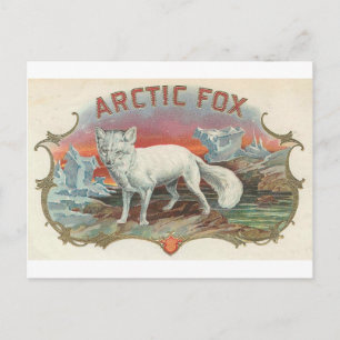 Vintage Arktiska räv Vykort