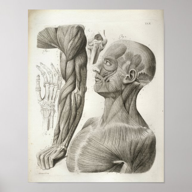 Vintage Arm Nacke Muscles Medicles Print Poster (Framsidan)
