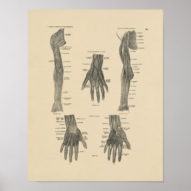 Vintage Arm Nerves Anatomy 1880 Print Poster (Framsidan)