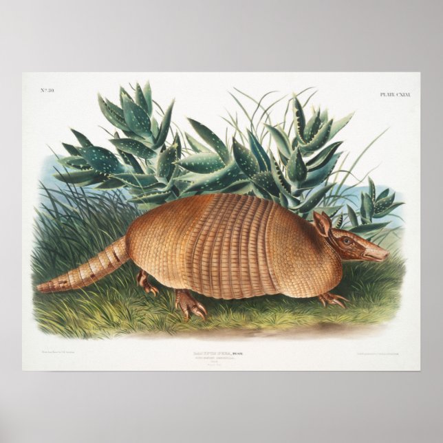 Vintage Armadillo Illustration Poster (Framsidan)