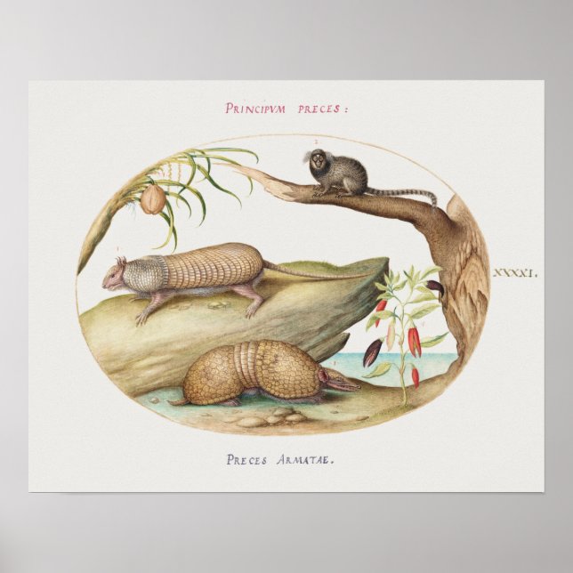 Vintage Armadillo Illustration Poster (Framsidan)