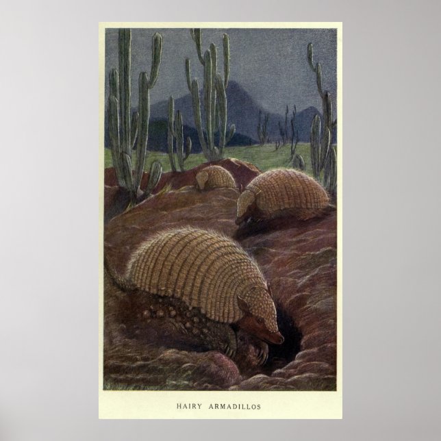 Vintage Armadillo Painting (1909) Poster (Framsidan)