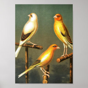 Vintage Art-Bird-Canaries-and-cage-bird-Goldfinch Poster