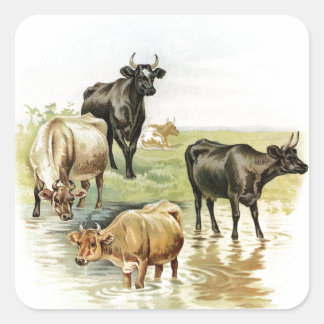 Vintage Art Boskap-kor Fyrkantigt Klistermärke