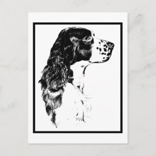 Vintage Art English Springer Spain Postcard Vykort