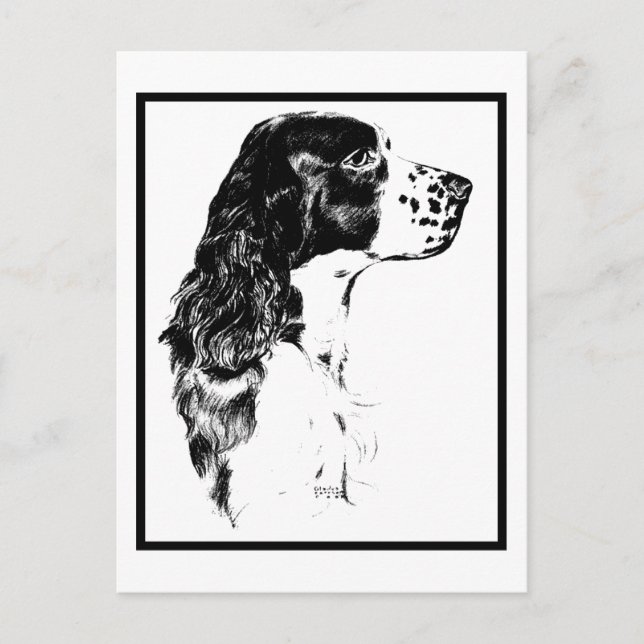 Vintage Art English Springer Spain Postcard Vykort (Framsida)