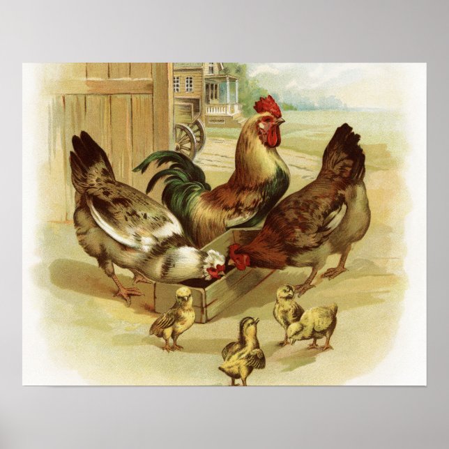 Vintage Art Farm Chickens Poster (Framsidan)