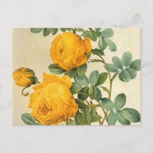 Vintage Art Gul ros vykort