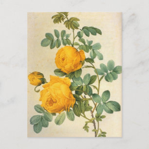 Vintage Art Gul ros vykort