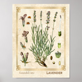 Vintage Art Herbal Lavender Flower Botanical Poster