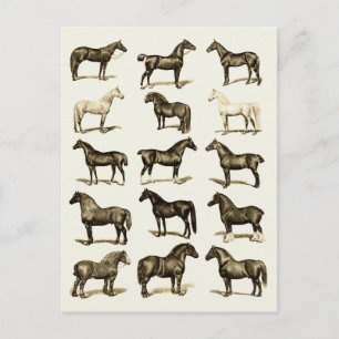 Vintage art Horse Res Diagram, utskrivet vykort