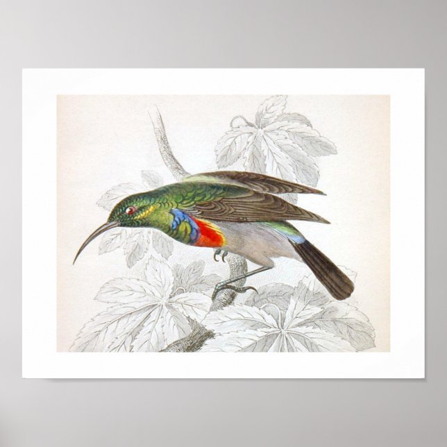 Vintage Art Humming Bird Poster (Framsidan)
