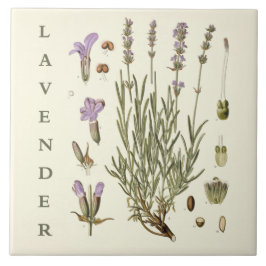 Vintage Art: Lavender Plant and Flowers Scientific Kakelplatta