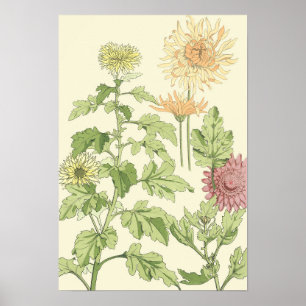 Vintage Art nouveau, Chrysanthemums i en Garden Poster