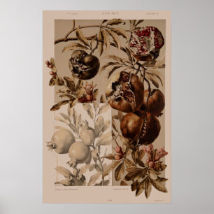 Vintage Art Nouveau Pomegranate av Anton Seder Poster