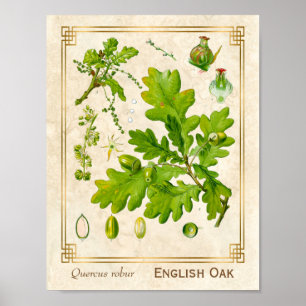 Vintage Art Oak Lämnar botanisk illustration Poster