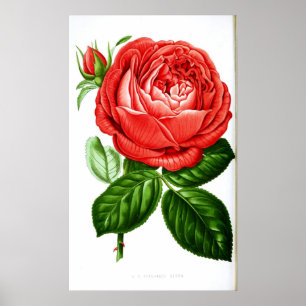 Vintage Art Röd ros Poster