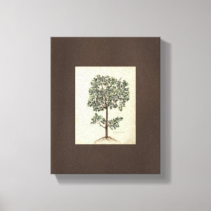 Vintage Art Teckning Botaniska Olive Träd Canvas