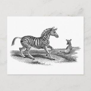 Vintage Art Zebra och vykort för pälsdjur