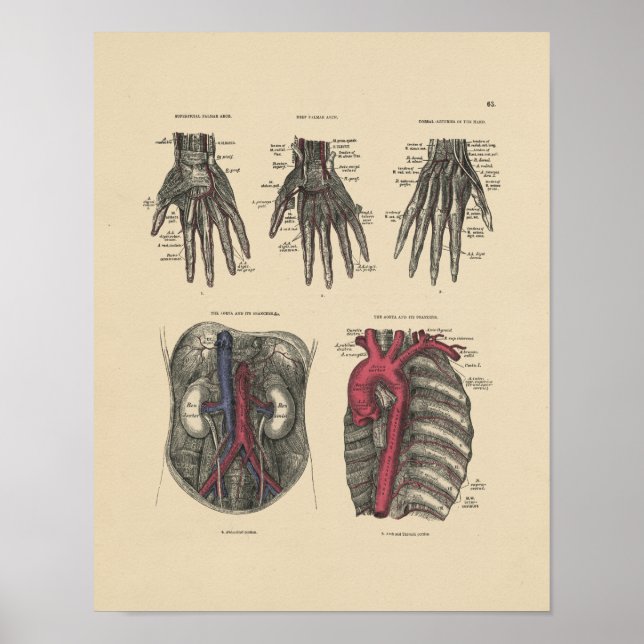 Vintage Artery Anatomy 1880 Print Poster (Framsidan)