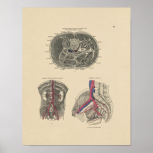 Vintage Artery Anatomy 1880 Print Poster
