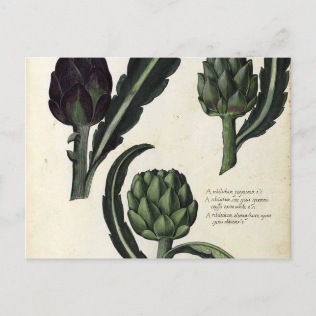 Vintage Artichoke Botanical Print Vykort (Framsida)
