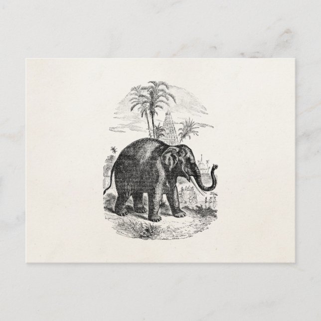 Vintage Asian Elephant Personlig Elephants Vykort (Framsida)