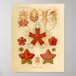 Vintage Asteridae Färg Ernst Haeckel Art Print Poster