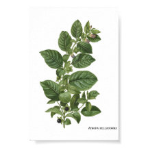 Vintage Atropa Belladonna Botanisk Illustration