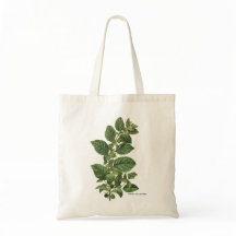 Vintage Atropa Belladonna Botanisk Illustration