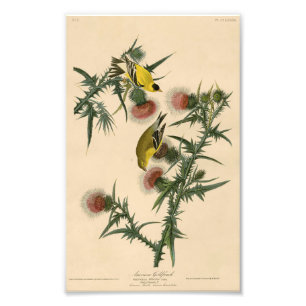 Vintage Audubon American Goldfinch Fototryck