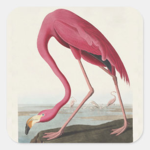 Vintage Audubon Amerikansk Flamingo Rosa Fågelkons Fyrkantigt Klistermärke