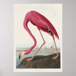 Vintage Audubon Amerikansk Flamingo Rosa Fågelkons Poster