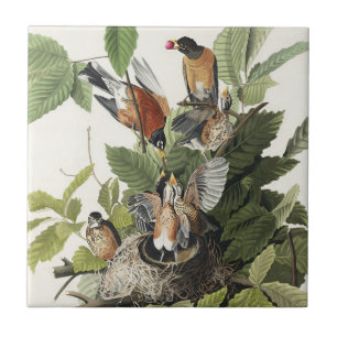 Vintage Audubon Amerikansk Rödbröst Fågelbo Konst Kakelplatta