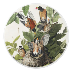 Vintage Audubon Amerikansk Rödbröst Fågelbo Konst Knopp