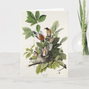 Vintage Audubon Amerikansk Rödbröst Nästet Konst Helgkort
