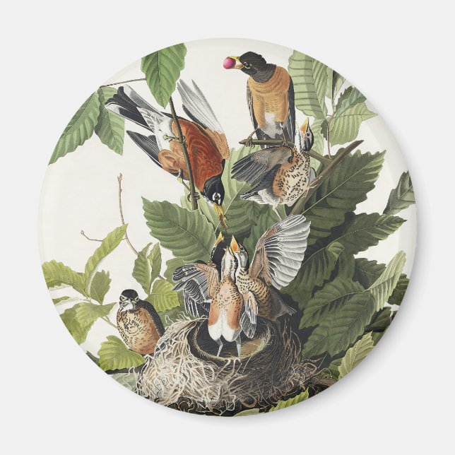 Vintage Audubon Amerikansk Rödbröst Robin Fågelbo  Magnet (Framsidan)