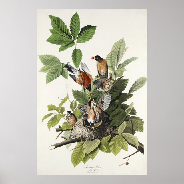 Vintage Audubon Amerikansk Rödbröst Robin Fågelbo  Poster (Framsidan)